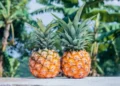 Azərbaycan Vyetnamdan ananas idxalını bərpa edib