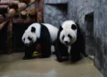İki böyük panda Çindən ABŞ-yə aparılıb