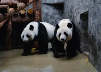 İki böyük panda Çindən ABŞ-yə aparılıb