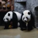 İki böyük panda Çindən ABŞ-yə aparılıb