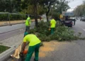 Bakıda külək nəticəsində 15 ağac sınıb