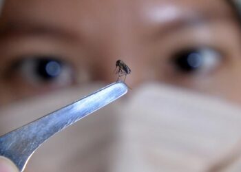 Milçək beyni xəritələşdirilib: İnsan davranışının və xəstəliklərinin sirləri açıla bilər