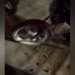 Abşeronda motoxuliqanlıqla bağlı 23 nəfər saxlanılıb – VİDEO