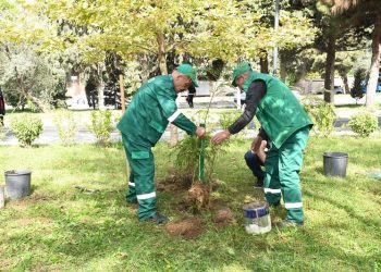 Paytaxtda növbəti təmizlik işləri aparılıb, yaşıllıqlara qulluq göstərilib