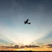 Slovakiyada idman təyyarəsi qəzaya uğrayıb, pilot həlak olub