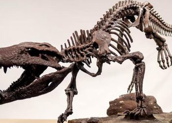 Dinozavrlarla qidalanan timsah tapıldı