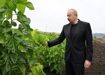 İlham Əliyev Xocalıda tut bağında – Foto