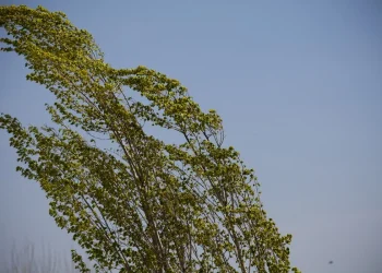 Küləkli hava şəraiti ilə bağlı sarı və narıncı xəbərdarlıq verilib