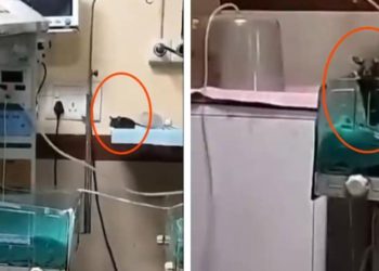 Yenidoğulmuşlar şöbəsində ‘siçovul’ qalmaqalı! İki körpə faciəvi şəkildə ölüb